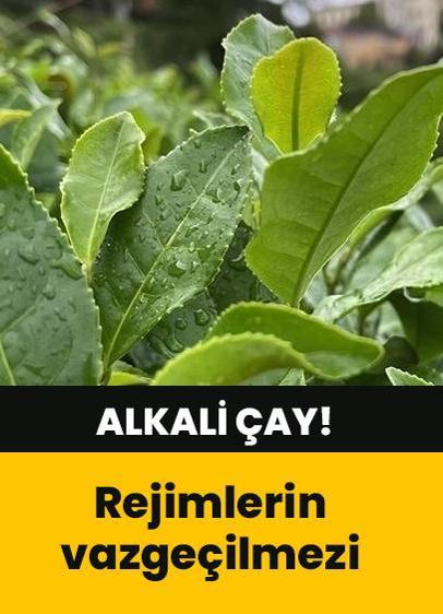 Tığ gibi ince olabilirsiniz! En kuvvetli alkali çay, yeşil çayın faydaları nelerdir?