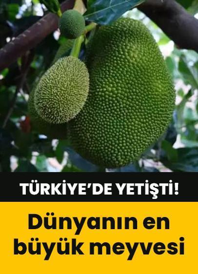 Dünyanın en büyük meyvesi Türkiye'de yetişti