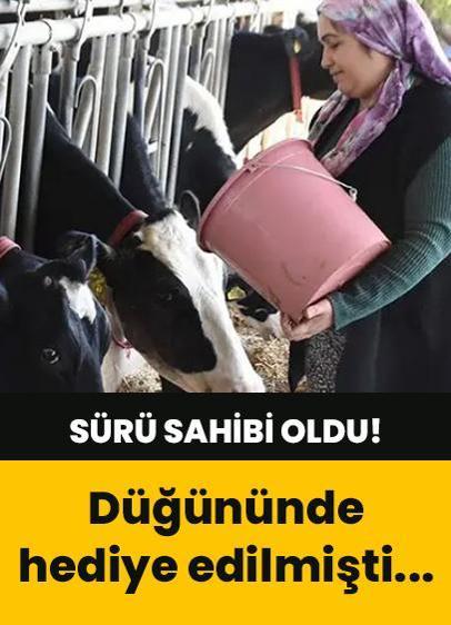 İzmir'de yüzleri gülümseten olay! Anneannesi düğünde keçi hediye etmişti...