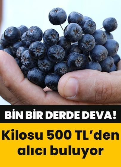 Bin bir derde deva olan meyvenin taleplerine yetişemiyor! Tamamen organik, kilosu 500 TL