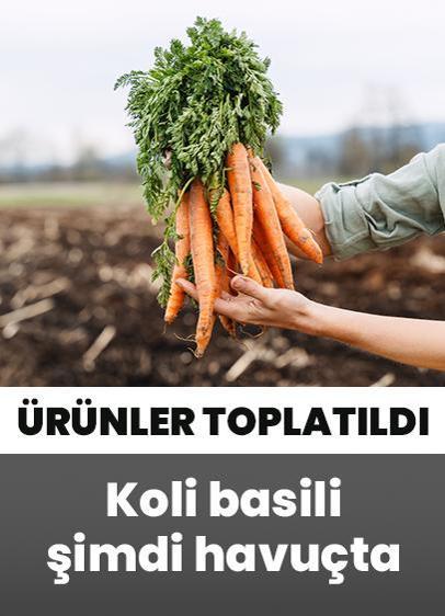 Koli basili şimdi havuçta