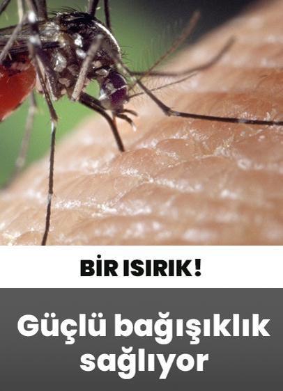 Genetiği değiştirilmiş sivrisinek ısırığı, sıtmaya karşı güçlü bağışıklık sağlıyor