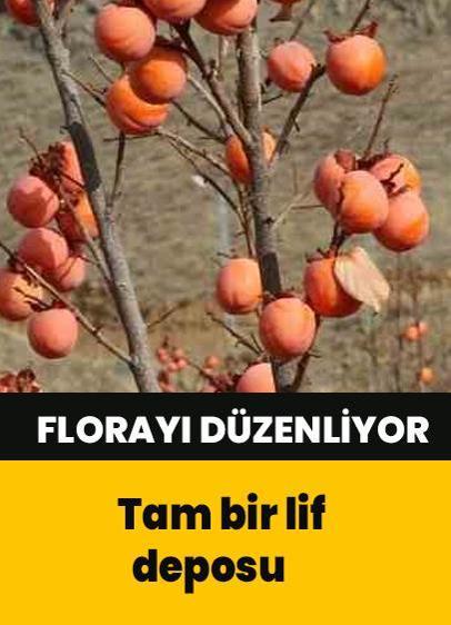 Tam bir lif deposu! Kabızlığa ve ishale faydalı oluyor