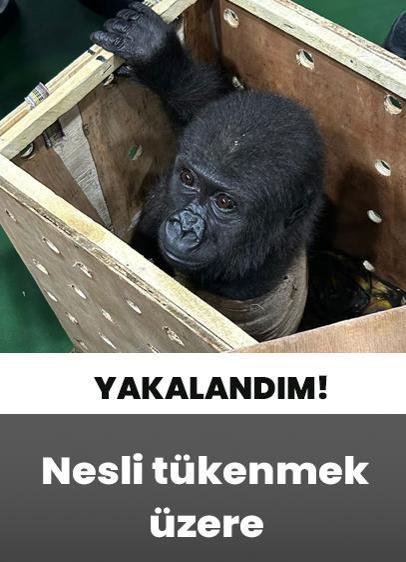 İstanbul Havalimanı'nda yakalandı! Ekipler gözlerine inanamadı