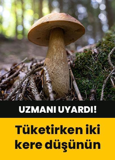 Zehirli mantarlara dikkat! Uzmanı uyardı! Karaciğeri tehlikeye atıyor