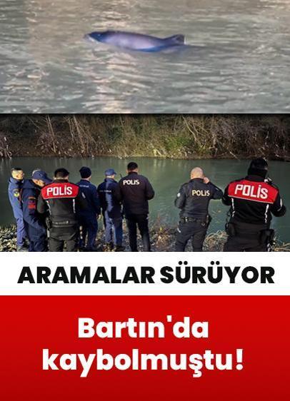 Kaybolan yunusu arama çalışması sürüyor