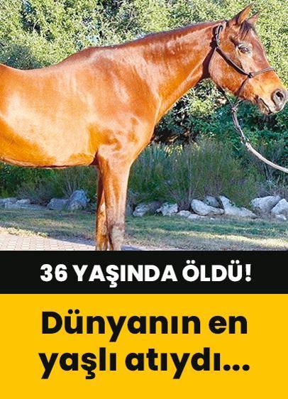 Ömrü bir insanın yaklaşık 110 yaşına bedeldi! Dünyanın en yaşlı atı öldü