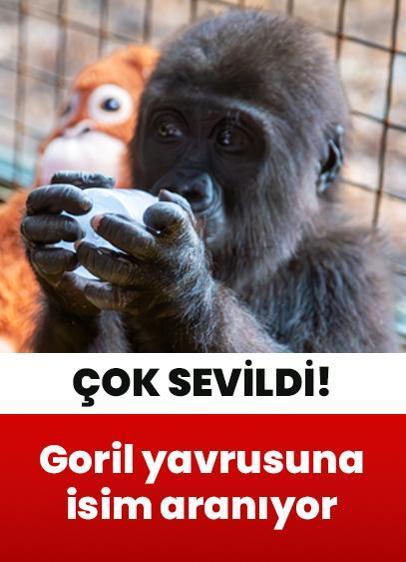 Herkesin ilgi odağı olmuştu... Bakanlık duyurdu: Goril yavrusuna isim aranıyor