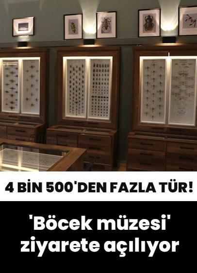 Türkiye'deki en büyük böcek müzelerinden... Kahramanmaraş'taki böcek müzesinde 4 bin 500'den fazla tür sergilenecek