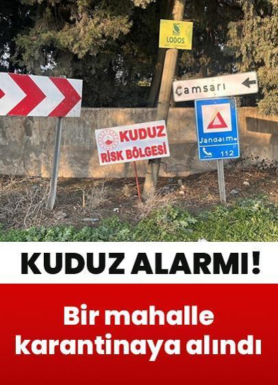 Kuduz alarmı! Bir mahalle karantinaya alındı