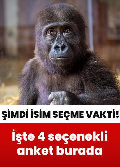 Yavru goril için şimdi seçim zamanı! İşte 4 seçenekten oluşan anket