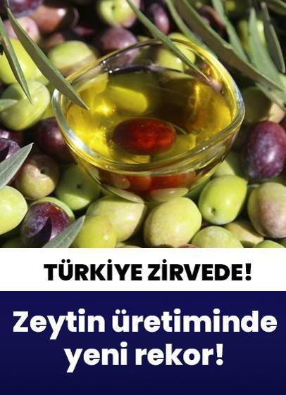 Cumhuriyet tarihinin yeni rekoru zeytin üretiminde kırıldı! Türkiye zirveye oturdu