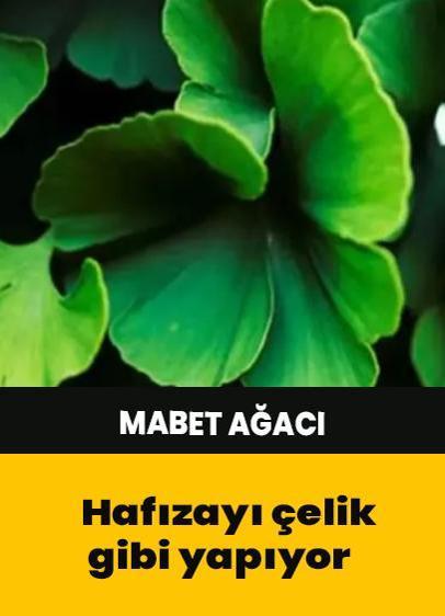 Ginkgo biloba'nın faydaları nelerdir?