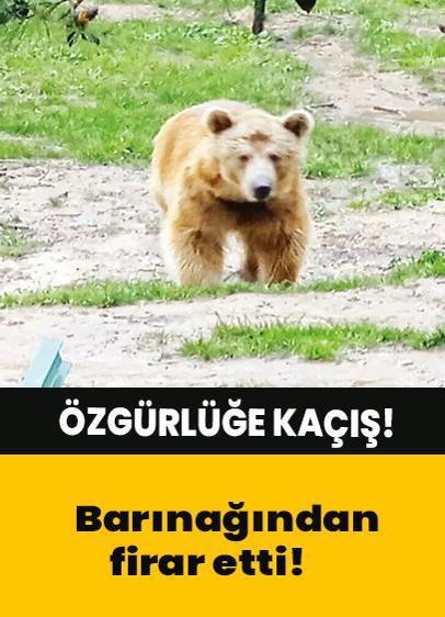 Özgürlüğe kaçış!