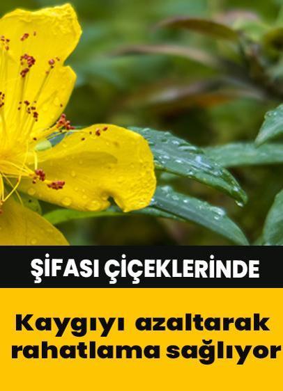 Şifası çiçeklerinde! Kaygı azaltarak rahatlama sağlıyor