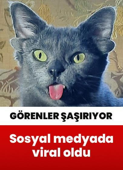 4 kulaklı kedi sosyal medyada viral oldu! Büyük ilgi görüyor