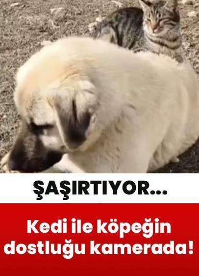 kedi ile köpeğin dostluğu görenleri şaşırtıyor