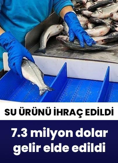 Yeni yıla iyi başladı! Doğu Karadeniz'de 7,3 milyon dolarlık su ürünü ihraç edildi