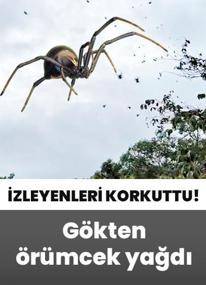 Brezilya'da gökten örümcek yağdı! Olağanüstü doğa olayı korkuya neden oldu