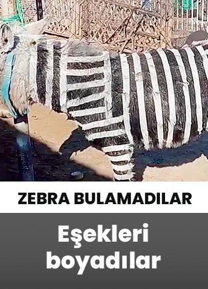 Zebra bulamayınca eşekleri siyah beyaz renge boyadılar!