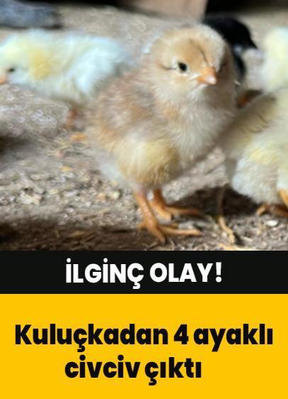 Çerkeş'te ilginç olay: Kuluçkadan 4 ayaklı civciv çıktı!