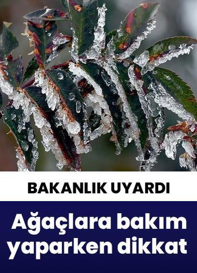 Bakanlık'tan uyarı geldi! Zirai dondan etkilenen ağaçlara bakım yaparken dikkat