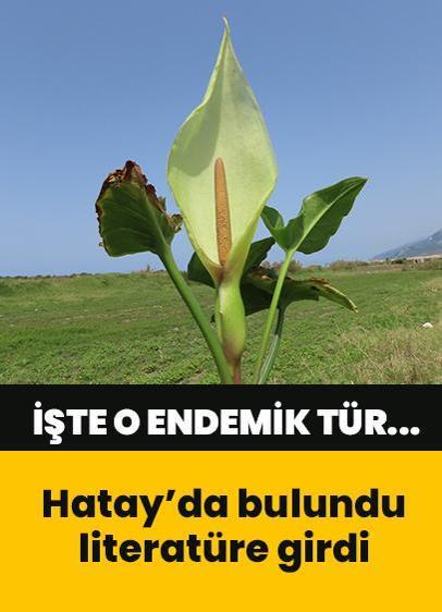 Hatay'da bulunan yeni endemik tür bilim dünyasına kazandırıldı! Yemek olarak tüketildiği de ortaya çıktı