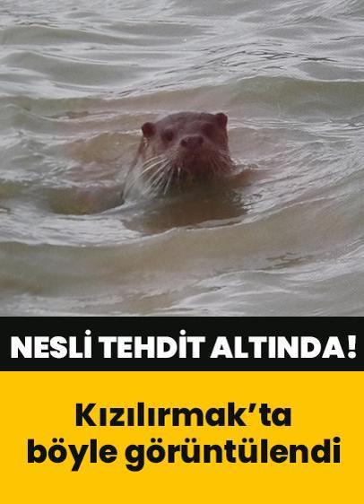 Nesli tehdit altında olan su samuru Kızılırmak'ta görüldü! O anlar saniye saniye kaydedildi