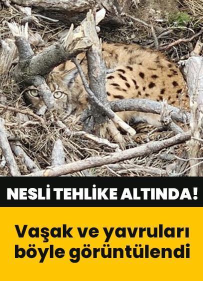 Nesli tükenmekte olan vaşak ve yavruları görüntülendi