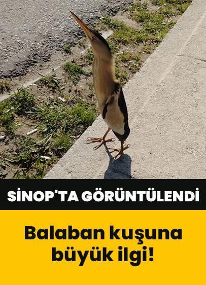 Nadir görülen balaban kuşu görüntüsüyle büyük ilgi gördü! Nesli tükenmekte olan kuş kayda böyle geçti