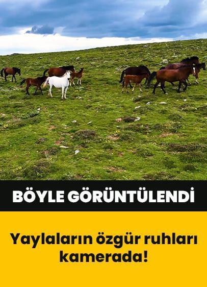 Yılkı atları sürü halinde böyle görüntülendi