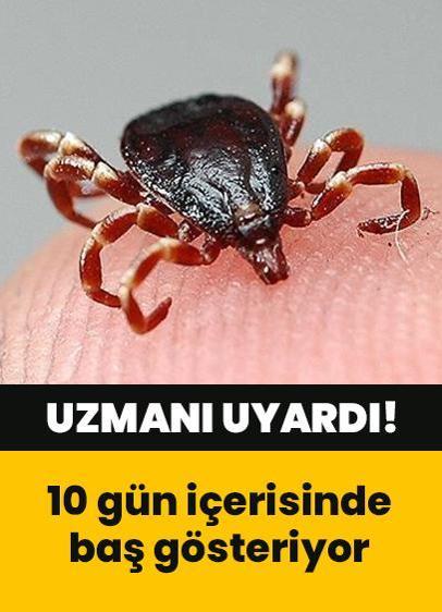 Uzmanından kene uyarısı: Belirtilere dikkat! 10 gün içerisinde baş gösteriyor