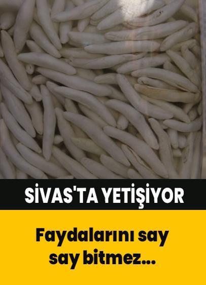 Sivas'ta yetişiyor kimse kıymetini bilmiyor, fiyatı altınla yarışıyor