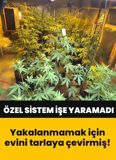 Yakalanmamak için evini uyuşturucu tarlasına çevirmiş!