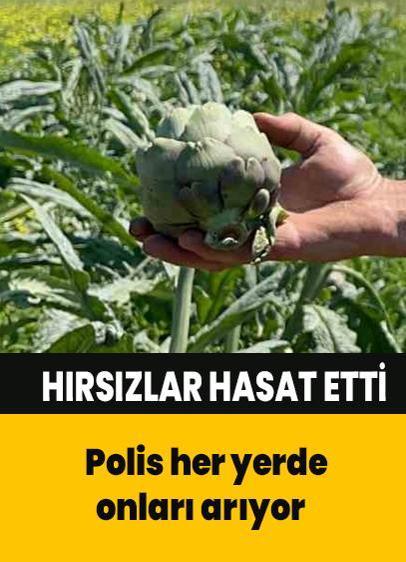 60 bin liralık enginarları çalmışlar! Bize de bir tane bırakmışlar