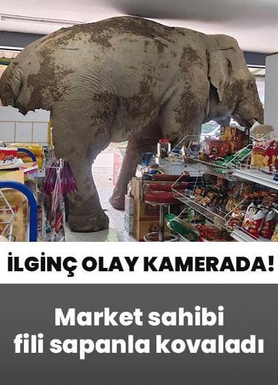 Markete giren dev fili sapanla kovaladı! İlginç olay kamerada!