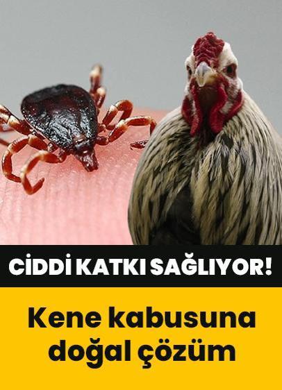 Kene kabusuna tavuklu çözüm!