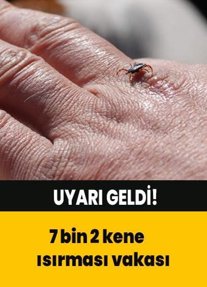 İstanbul'da 7 bin 2 kene ısırması vakası!