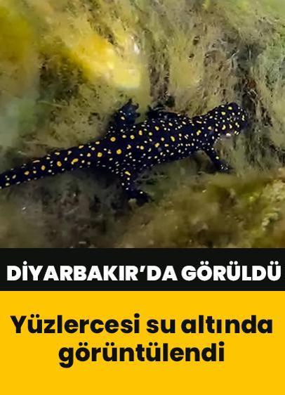 "Türk semenderi"nin yüzlercesi su altında görüntülendi