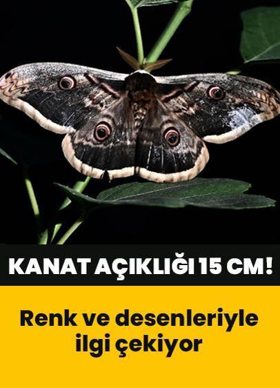 Kanat açıklığı 15 santimetre olan dev kelebek bulundu! Renk ve desenleriyle görenlerin ilgisini çekiyor