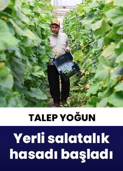 Kahramanmaraş'ta yerli salatalık hasadı başladı!