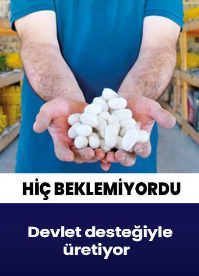 Devlet desteğiyle koza üretiyor