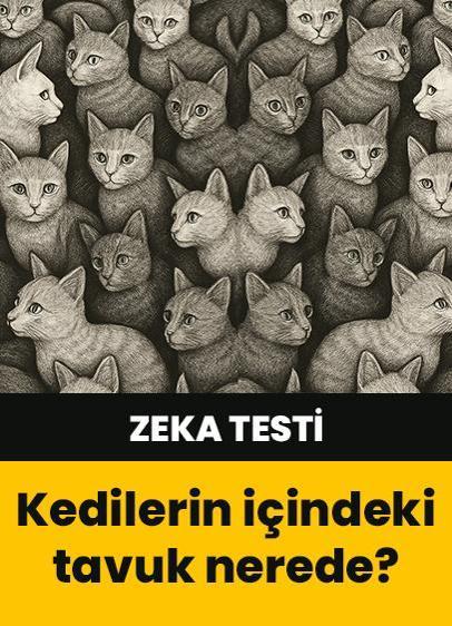 Zeka testi: Kedilerin arasındaki tavuk nerede? 821 kişi denedi 16'sı başarılı oldu
