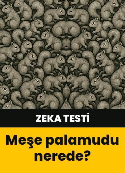 Zeka testi: Sincapların arasındaki meşe palamudu nerede? 457 kişi denedi 13'ü başarılı oldu