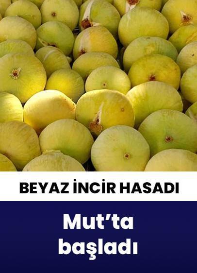 Mersin'in Mut ilçesinde beyaz incir hasadı başladı!
