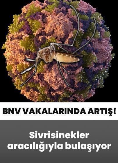 Sivrisinekler aracılığıyla bulaşıyor... Batı Nil Virüsü (BNV) vakalarında artış!
