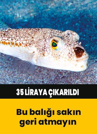 Balon balığı başına 35 lira ödenecek