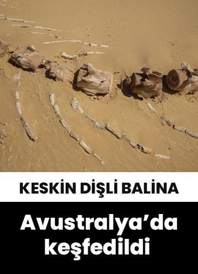 26 milyon yıllık keskin dişli balina türü Avustralya'da keşfedildi!