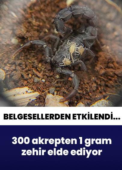Belgesellerden etkilendi... 300 akrepten 1 gram zehir elde ediyor!
