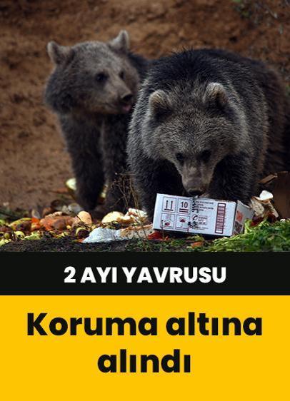 Kastamonu'da 2 ayı yavrusu Milli Parklar tarafından koruma altına alındı
